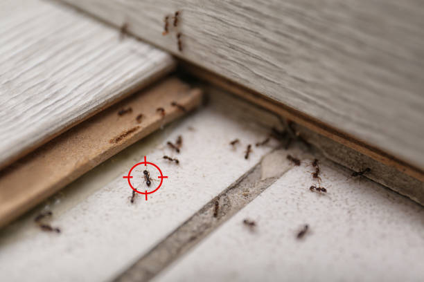 Best Best Pest Control Companies  in Edgewood, KY