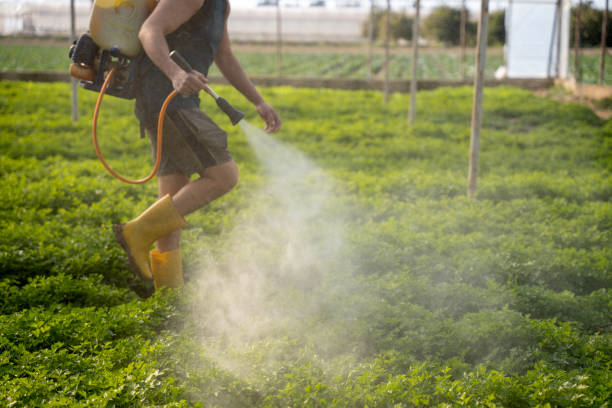 Best Pest Removal Services  in Edgewood, KY