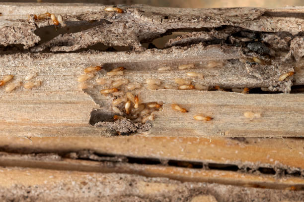 Best Emergency Pest Control  in Edgewood, KY